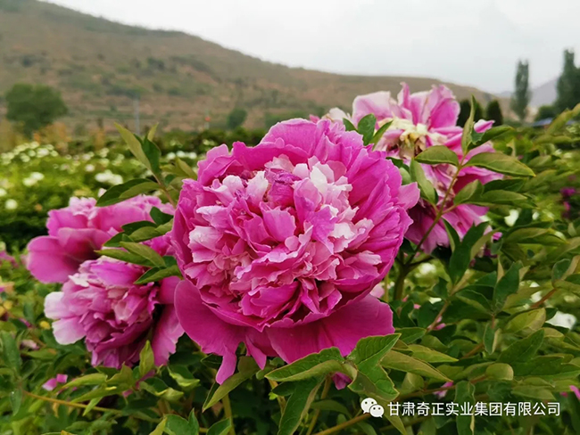 IM电竞(中国区)·官方网站