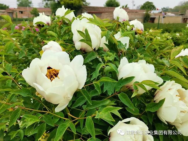 IM电竞(中国区)·官方网站