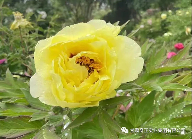 IM电竞(中国区)·官方网站