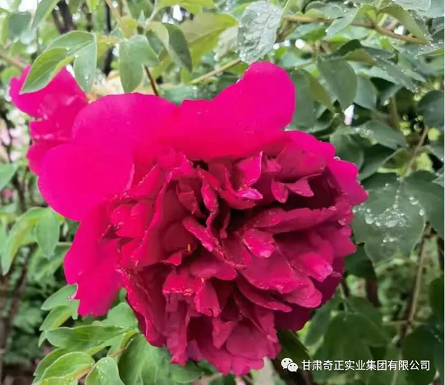 IM电竞(中国区)·官方网站